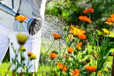 Watering flowers with a ewer