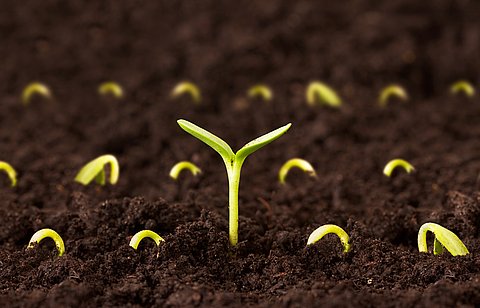 From seed to sprout